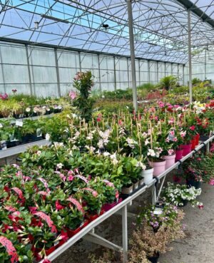 WhatsApp Image 2025-05-14 at 12.39.08 (1)